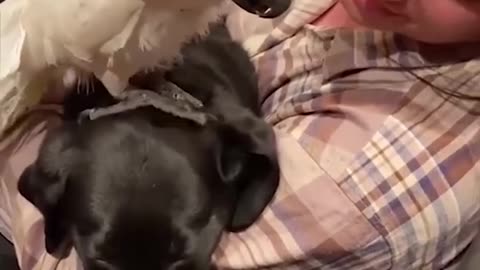 Super funny dog videos