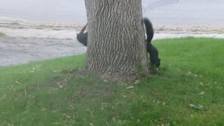 squirrels playing in my front yard