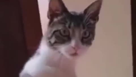 Cute cat video