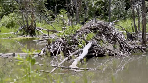 Beaver Rewilding