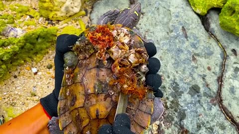 Lucky sea turtle were rescued in time to remove barnacles and the net clinging to the shell