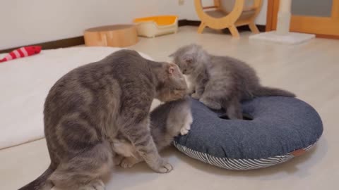 A cute kitten drinking milk like a cow.(part 50)