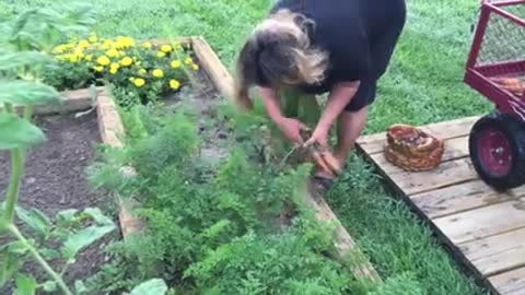Hollis and Nancy Homesteading: How to Harvest Carrots (Part 1 of 2)