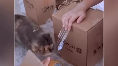 Cat helps packing