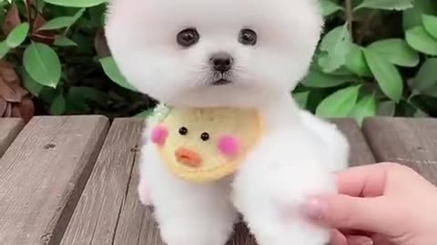 Lovely_cute_puppy😍