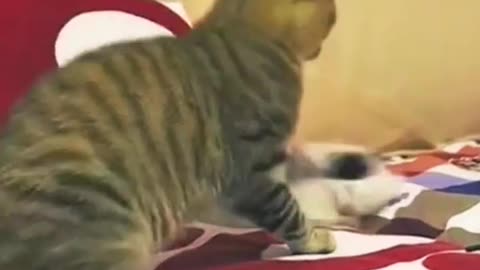 Cats and Dogs Unleash Their Hilarious Antics!