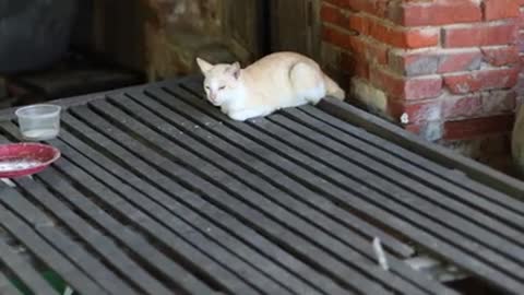 THIS CAT IS JUST STAY ALONE AND PROTECT IT'S PLACE AND DON'T ALLOW ME TO NEAR IT