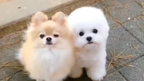 Cute and funny dog video