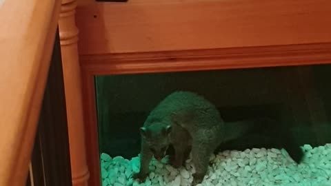 Possum Terrorizes Home and Invades Fish Tank