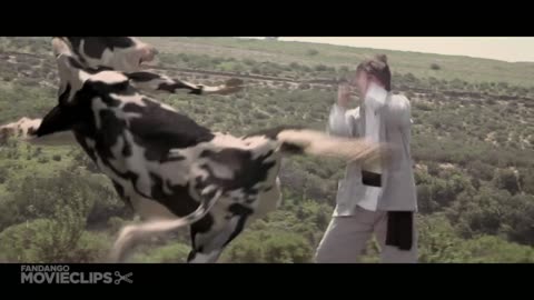 funny Cow fighting with men