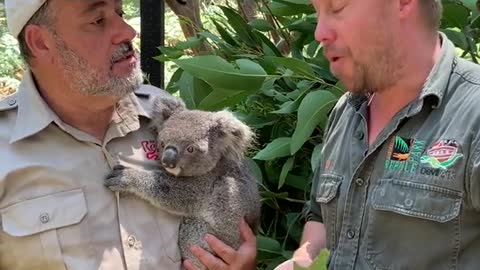 This is insane 🤯 Save the koalas! 🐨