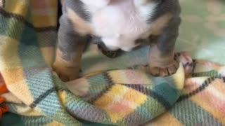 little puppy barking