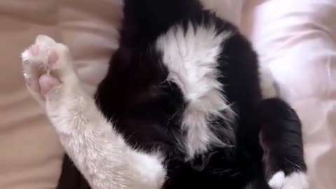 10 Hours of Sleeping Cats