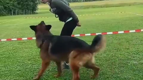 German shepherd Training