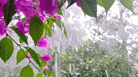 Raining day with beautiful flowers view