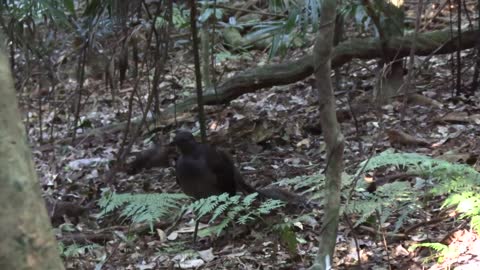 LYREBIRD DIARIES 9 by Stuart Leslie. Dorrigo National Park lucky