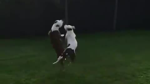 Dogs Having A Blast With A Balloon