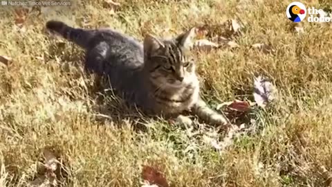 Rescued Kitten Meets Pig Siblings