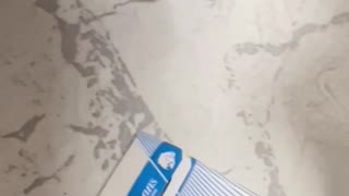 Cat Delivers "Gift" of Cigarettes