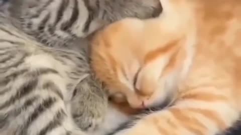 cutie cat little kitten cat 😺