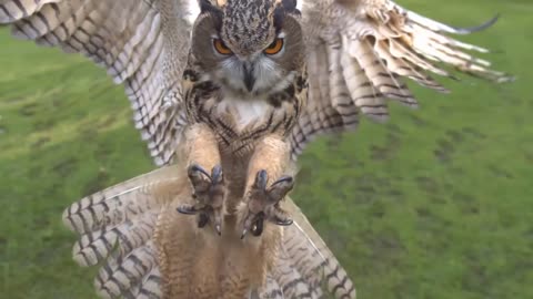 Eagle owl in flight high speed camera AMAZING slow motion camera