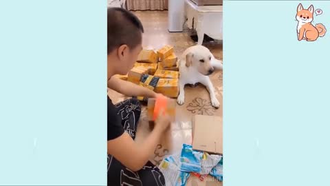 Funny DOG Videos 😂🐶