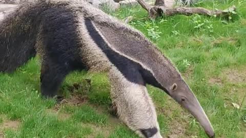 Giant anteaters