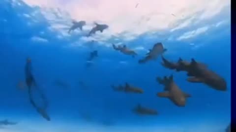 small curious sharks
