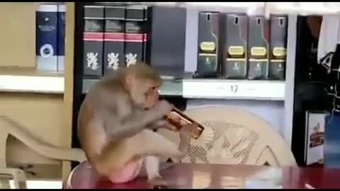 Monkey got drunk inside wine shop