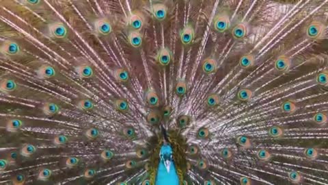 A peacock wagging its tail in slow motion is an indescribable beauty