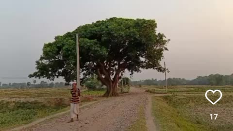 #swagofoldmaninvillage #beautifulloldtreeinvillge #villageblog #villgeboy#villagesunset☀️