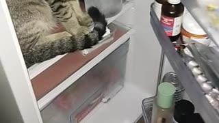 Cat Won't Get Out of Fridge