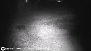 Backyard Trail Cams - Skunk