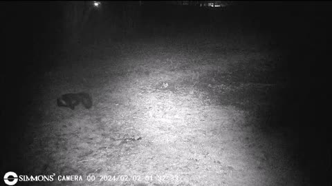 Backyard Trail Cams - Skunk