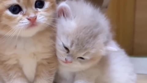 cute little kitty