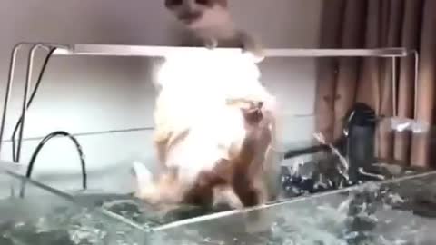 The cat who wants to catch fish in the aquarium