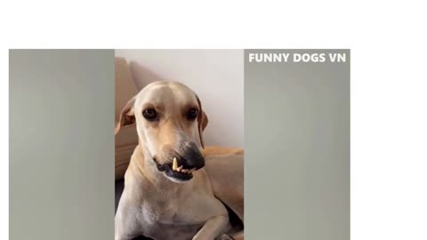 funny cat & dog video