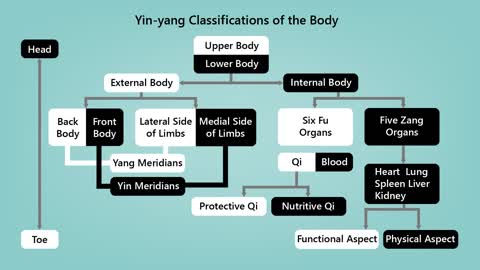 The Theory of Zang-fu Organs (Part 1)