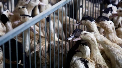 Bird flu alarm drives world towards once-shunned vaccines