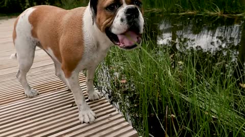 Masha Bulldog Continental Nancy Jardin d'eau