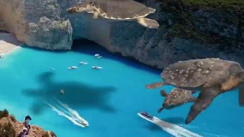 flying turtles on Navagio Beach🐢🏝