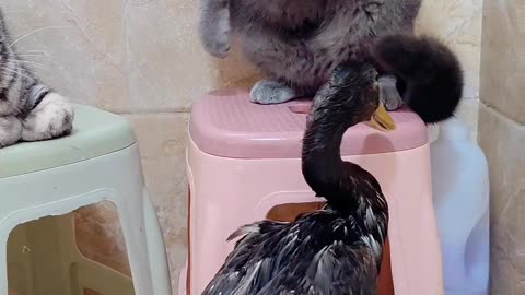 Funny Cat & Duck