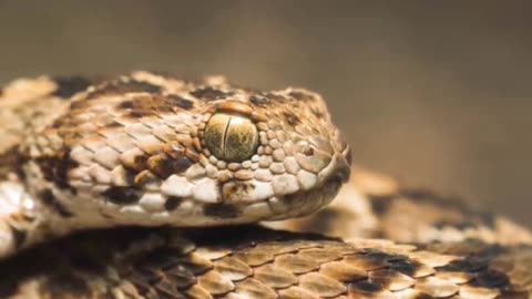 How Dangerous Is a Saw-scaled Viper!