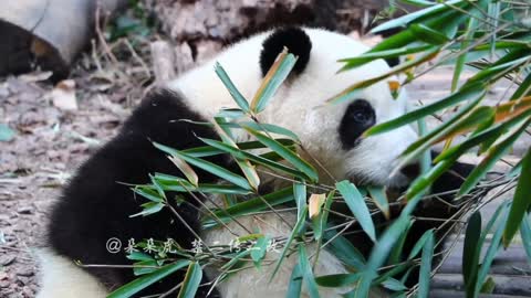 Panda Closeup- HE HUA Bamboo leaves for breakfast