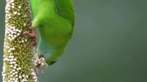 Through the Eyes of Birds: A Visual Journey in Nature