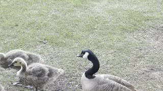 Young Canadian geese enjoying the grass and the sun