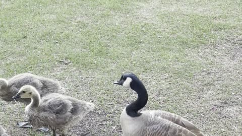 Young Canadian geese enjoying the grass and the sun