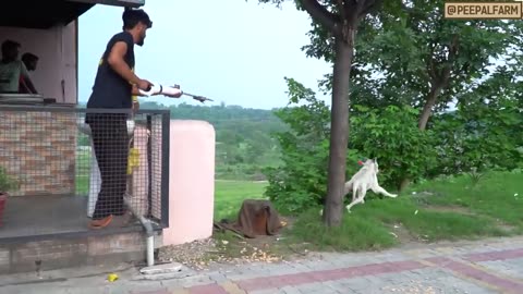 4. Is Your Dog Going Crazy? Discover the Quirky World of "Dog Hua Pagal"