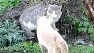 Cat Fight over territory.