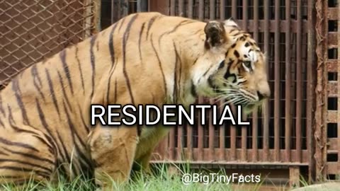 🐯 Tigers' SADNESS- More Tigers in US CAPTIVITY Than in the WILD - F0040 #short #facts #tigers